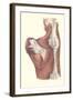 Muscles of the Back-null-Framed Art Print