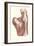 Muscles of the Back-null-Framed Art Print