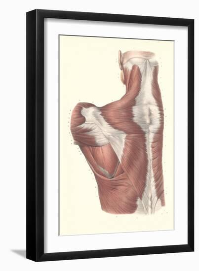 Muscles of the Back-null-Framed Art Print