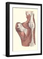 Muscles of the Back-null-Framed Art Print