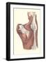 Muscles of the Back-null-Framed Art Print