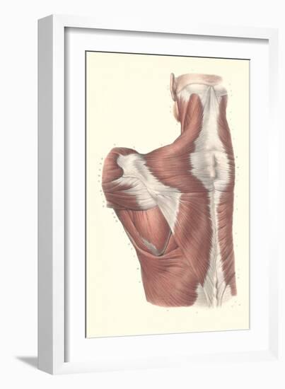 Muscles of the Back-null-Framed Art Print