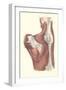 Muscles of the Back-null-Framed Art Print