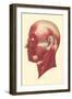 Muscles of the Head and Face-null-Framed Art Print