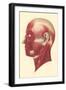 Muscles of the Head and Face-null-Framed Art Print