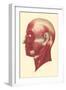 Muscles of the Head and Face-null-Framed Art Print