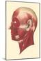 Muscles of the Head and Face-null-Mounted Art Print