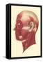 Muscles of the Head and Face-null-Framed Stretched Canvas