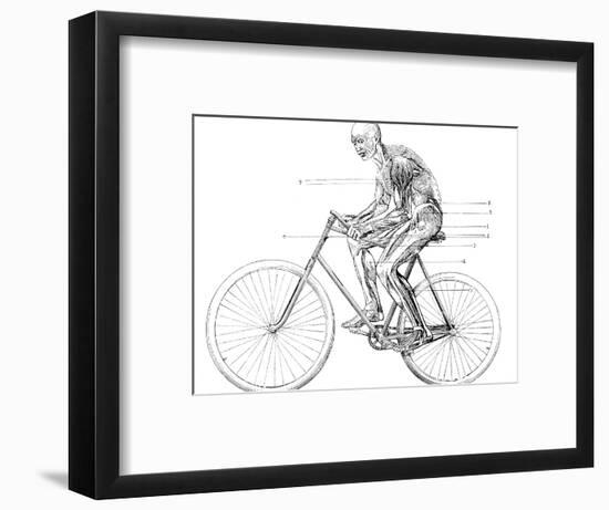 Muscles Used In Cycling, 19th Century-Science Photo Library-Framed Photographic Print