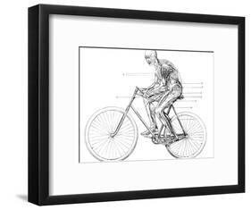 Muscles Used In Cycling, 19th Century-Science Photo Library-Framed Photographic Print