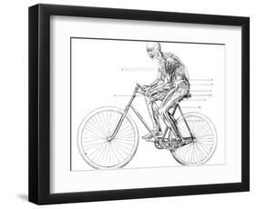 Muscles Used In Cycling, 19th Century-Science Photo Library-Framed Photographic Print