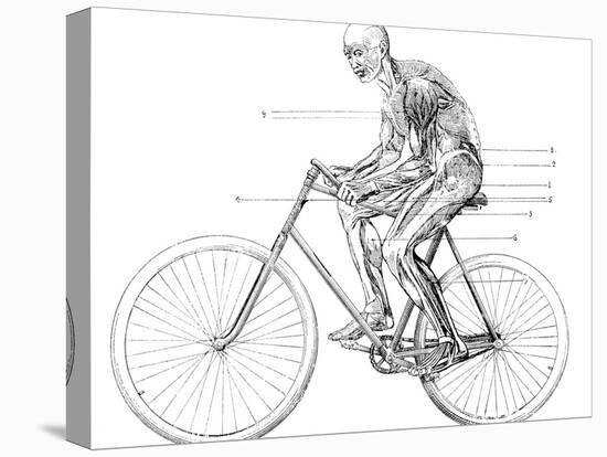 Muscles Used In Cycling, 19th Century-Science Photo Library-Stretched Canvas