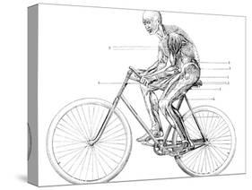 Muscles Used In Cycling, 19th Century-Science Photo Library-Stretched Canvas