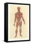 Muscles, Veins, Arteries, Nerves-null-Framed Stretched Canvas