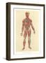 Muscles, Veins, Arteries, Nerves-null-Framed Art Print