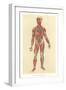 Muscles, Veins, Arteries, Nerves-null-Framed Art Print