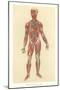 Muscles, Veins, Arteries, Nerves-null-Mounted Art Print