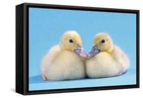 Muscovy Duck Ducklings Kissing-null-Framed Stretched Canvas