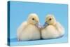 Muscovy Duck Ducklings Kissing-null-Stretched Canvas
