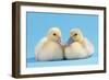 Muscovy Duck Ducklings Kissing-null-Framed Photographic Print