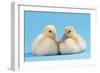 Muscovy Duck Ducklings Kissing-null-Framed Photographic Print