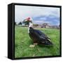 Muscovy Duck in Field with Farm-null-Framed Stretched Canvas