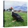 Muscovy Duck in Field with Farm-null-Stretched Canvas