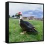 Muscovy Duck in Field with Farm-null-Framed Stretched Canvas