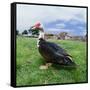 Muscovy Duck in Field with Farm-null-Framed Stretched Canvas