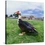 Muscovy Duck in Field with Farm-null-Stretched Canvas