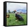 Muscovy Duck in Field with Farm-null-Framed Stretched Canvas