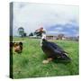 Muscovy Duck in Field with Farm-null-Stretched Canvas