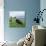 Muscovy Duck in Field with Farm-null-Photographic Print displayed on a wall