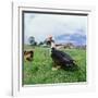 Muscovy Duck in Field with Farm-null-Framed Photographic Print