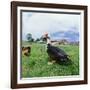 Muscovy Duck in Field with Farm-null-Framed Photographic Print