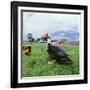 Muscovy Duck in Field with Farm-null-Framed Photographic Print