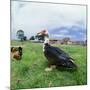 Muscovy Duck in Field with Farm-null-Mounted Photographic Print