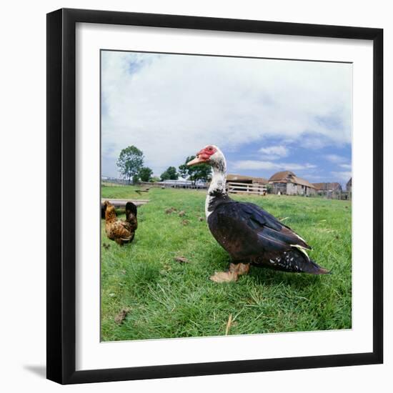 Muscovy Duck in Field with Farm-null-Framed Photographic Print