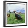 Muscovy Duck in Field with Farm-null-Framed Photographic Print