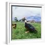 Muscovy Duck in Field with Farm-null-Framed Photographic Print