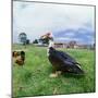 Muscovy Duck in Field with Farm-null-Mounted Photographic Print