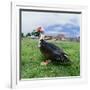 Muscovy Duck in Field with Farm-null-Framed Photographic Print