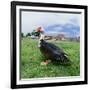 Muscovy Duck in Field with Farm-null-Framed Photographic Print