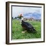 Muscovy Duck in Field with Farm-null-Framed Photographic Print