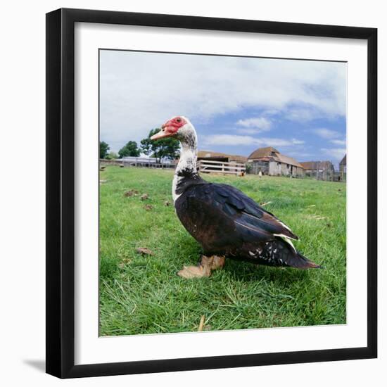 Muscovy Duck in Field with Farm-null-Framed Photographic Print