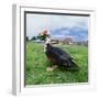 Muscovy Duck in Field with Farm-null-Framed Photographic Print