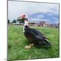 Muscovy Duck in Field with Farm-null-Mounted Photographic Print