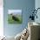 Muscovy Duck in Field with Farm-null-Photographic Print displayed on a wall