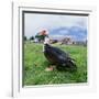 Muscovy Duck in Field with Farm-null-Framed Photographic Print