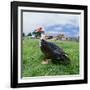 Muscovy Duck in Field with Farm-null-Framed Photographic Print